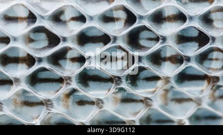 Macro translucent shed snake skin showcasing intricate diamond-shaped scale pattern and delicate textured detail of moulting reptile. Photography, no Stock Photo