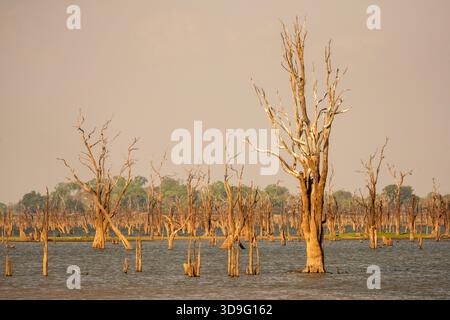 Repeatedly we came across landscapes where dead tree trunk were standing in lakes and ponds. This one is along a road in Zimbabwe. Stock Photo