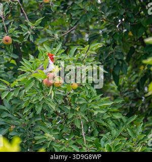 A Red-Crested Cardinal, a white and grey bird with a striking red head, holds nesting material in its beak while perched in an apple tree with red and Stock Photo