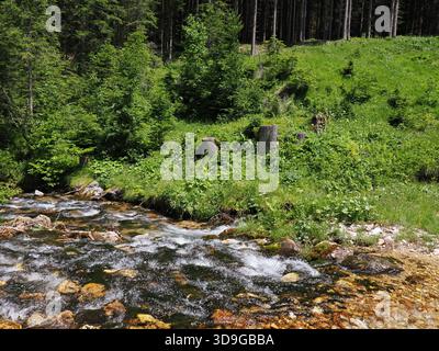 River Gaisbach, flowing over rocks in woodland, Ehrwald, Austria, stacked focus image Stock Photo
