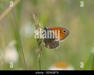 Small Heath Butterfly (Coenonympha pamphilus) Ehrwald, Austria Stock Photo