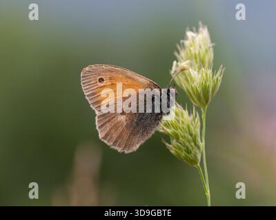Small Heath Butterfly (Coenonympha pamphilus) Ehrwald, Austria Stock Photo