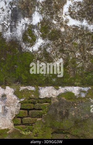 A textural study of decay featuring bright green moss and brown patches on peeling white plaster, with a small portion of hidden red brick visible ben Stock Photo