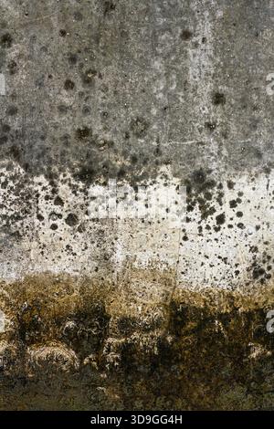 Vertical texture gradient on a concrete wall transitioning from dark grey to white with heavy mold, water damage, and brown-black mineral stains conce Stock Photo