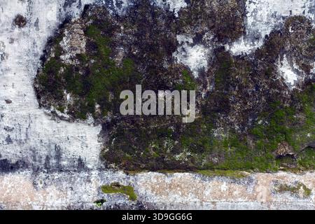 A distinct natural boundary where vibrant, dark green, lush moss or lichen grows on a decaying, peeling white and grey concrete wall. A stark texture Stock Photo