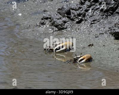 Mudflat fiddler crabs (Minuca cf. rapax) males with asymmetric claws foraging on a muddy shoreline, Bon Accord lagoon, Tobago, West Indies, March. Stock Photo