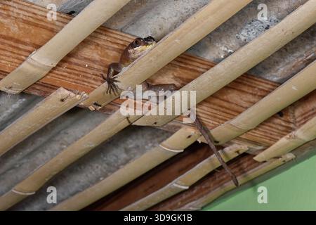 Grenada tree anole / Richard’s anole (Anolis richardii) resting by day on the bamboo lining of a shed roof in a rural estate in lowland forest, Tobago Stock Photo