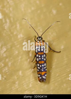 cigarette moth Little Cigarette Harlequin Moth (Atteva pustulella) Insecta Stock Photo cigarette moth Little Cigarette Harlequin Moth (Atteva pustulella) Insecta Stock Photo