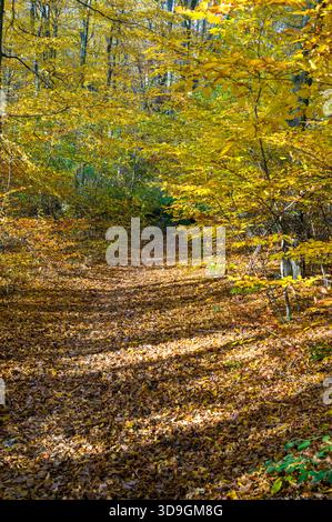 A path covered in fallen leaves winds through a forest in autumn. The trees are adorned with golden foliage, creating a vibrant and colorful scene. Stock Photo