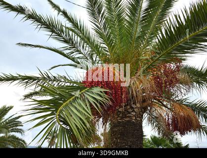 African palm tree with bushels of ripening kernels. Stock Photo