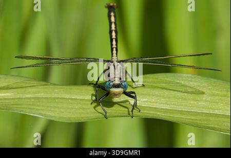 Horned Clubtail dragonfly (Stylurus spiniceps) frontal view in summer near a bog in Florence County, Wisconsin. Stock Photo
