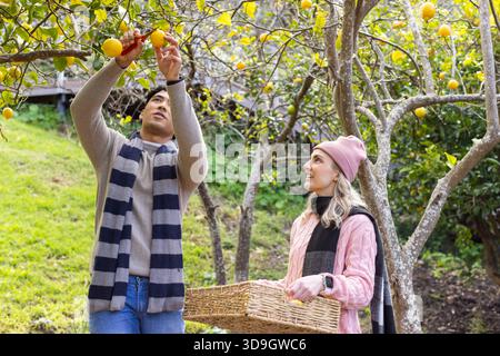 Asian couple harvesting citrus fruits using red pruning shears and holding wicker basket in orchard Stock Photo