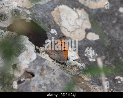 Small Copper (Lycaena phlaeas) butterfly on a lichen-covered limestone rock on the Mani Peninsula, Peloponnese Stock Photo