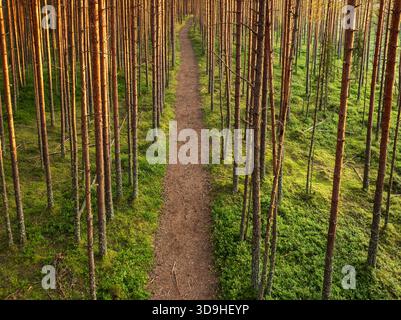 Aerial view of a narrow, winding dirt hiking path through a densely planted Estonian pine forest, illuminated by golden hour sunlight. Stock Photo