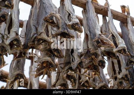 Traditional cod drying racks in Norway with rows of fish hanging outdoors, showcasing Nordic fishing heritage and coastal culture. Stock Photo