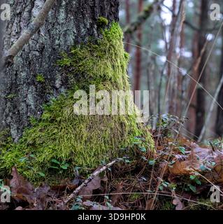 base of a tree trunk, heavily covered in thick, vibrant green moss with brown fallen oak leaves Stock Photo