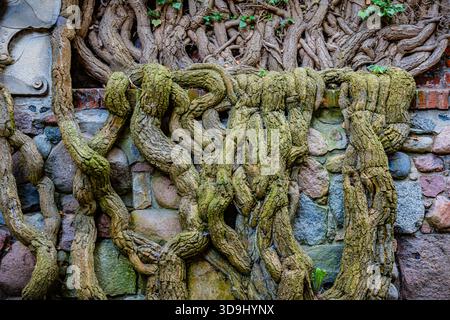 Ancient ivy-covered stone wall with twisted vines at Malbork Castle, Poland Stock Photo