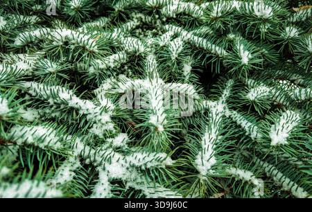 Full-frame close-up of evergreen branches coated in fresh snow, showing winter texture and natural detail. Stock Photo