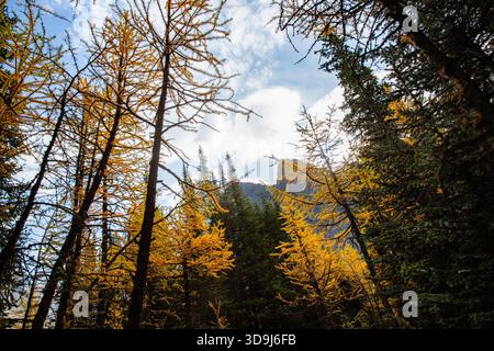Larch Trees along the hike in the Arethusa Cirque in the Highwood Pass of Kananaskis, Alberta, Canada. Stock Photo