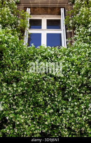 Flowering jasmine growing on a stone wall Stock Photo