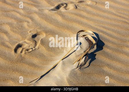 Close-up of wind-blown sand textures, featuring gentle ripples, two human footprints, and a dried, curled piece of dune grass casting a strong shadow. Stock Photo