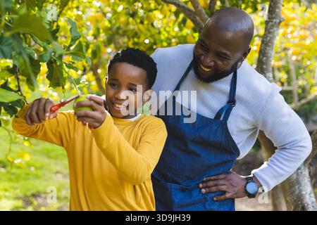 African American father guiding son cutting green apple from branch using shears in orchard Stock Photo