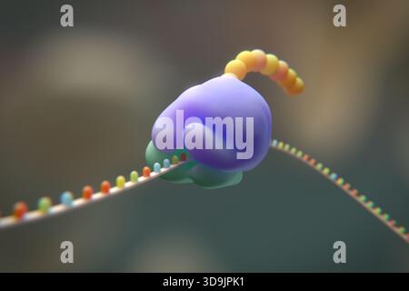 Illustration of a ribosome translating messenger ribonucleic acid (mRNA ...