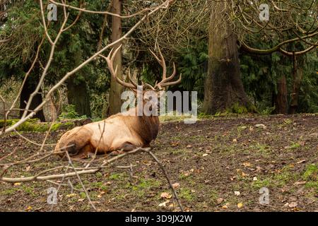 WA28794-00...WASHINGTON - Roosevelt elk with a massive rack resting in a meadow in the Pacific Northwest area of Woodland Park Zoo in Seattle, Stock Photo