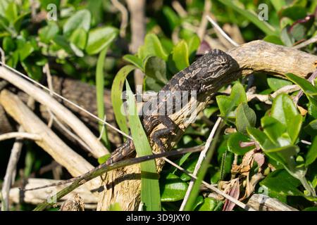 A small, patterned lizard is observed resting still on a dry, textured branch amidst a backdrop of green leaves, basking in natural light. Stock Photo