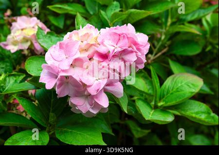 Close-up view of a soft pink mophead Hydrangea flower cluster Hydrangea macrophylla. Elegant summer bloom surrounded by large, deep green foliage Stock Photo