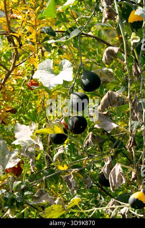Lots of small, dark green decorative pumpkins Stock Photo