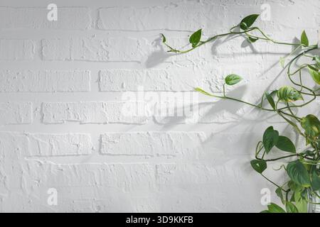 White brick wall with green plant, lit by side light. A beautiful decorative background with negative space perfect for adding your text. Stock Photo