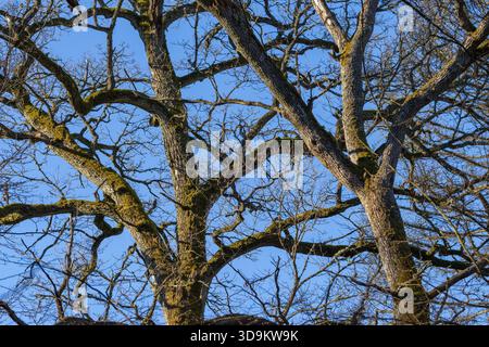Mossy branches of leafless English Oak(Quercus robur) tree creating natural patterns on a sunny day, Bialowieza Forest, Poland,Europe Stock Photo