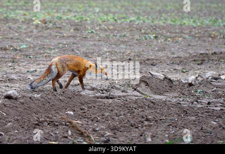 Adult red fox (Vulpes vulpes) with clear blurred background hunting rodents in a field. Stock Photo
