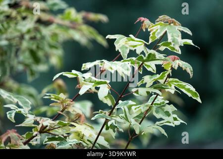 Field Maple Acer campestre "Carnival" Stock Photo