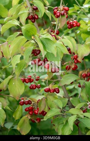 Clusters of ripe red berries, Cornus mas on a branch at the end of the growing season. Stock Photo