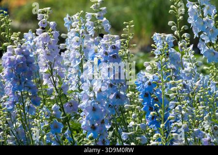 Delphinium "Summer Skies" Flowerbed Larkspur Candle Delphiniums Stock Photo