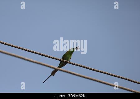 Green Bee Eater with a Bee in its Beak Stock Photo
