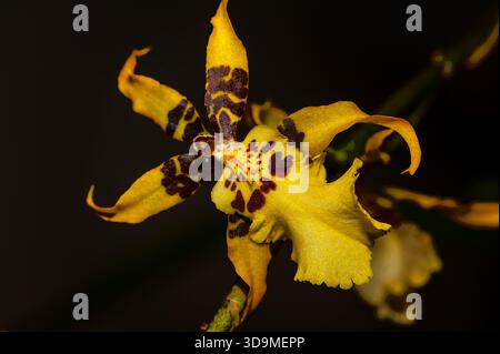 Exotic macro close-up of a vibrant yellow orchid with striking maroon spots against a deep, dark background. Tropical beauty. Stock Photo