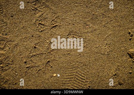 A distinct bird footprint on fine sandy ground surrounded by small pebbles, capturing a moment of wildlife presence in a natural setting. Stock Photo