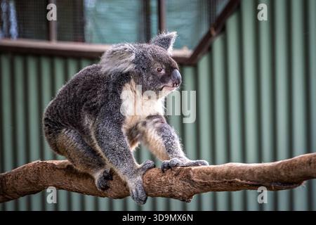 This adorable koala is perched on a tree branch, showcasing its unique features and captivating gaze Stock Photo