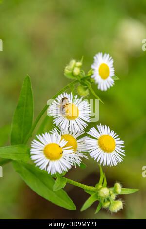 White Daisy Fleabane Flowers Blooming with a Small Insect in a Green Field Stock Photo