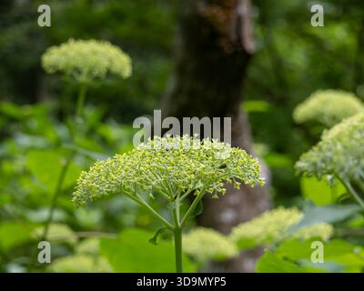 Green Smooth Hydrangea Buds Blooming in a Lush Summer Forest Stock Photo