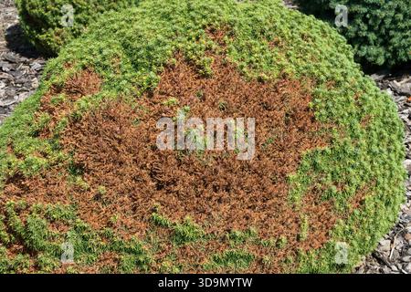 Dry needles of dwarf conifer Stock Photo