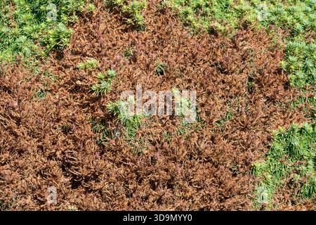 Dead needles of dwarf conifer Stock Photo