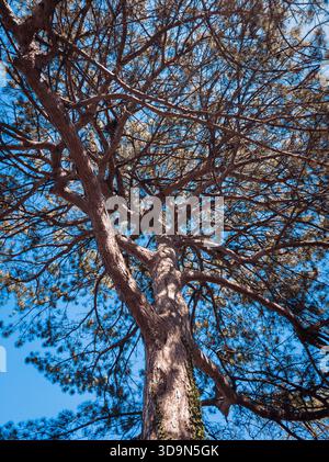 Majestic tall tree viewed from below with sprawling branches against a vibrant blue sky, showcasing natural patterns, strength, and tranquil forest at Stock Photo
