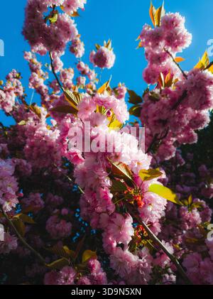 Vibrant pink cherry blossoms in full bloom against a bright blue sky, showcasing lush spring flowers and fresh foliage in stunning natural light Stock Photo
