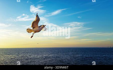 Animal Bird Seagulls Flying in a Sunny Daylight View Stock Photo