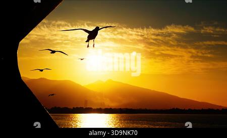 Animal Bird Seagulls Flying in a Sunny Daylight View Stock Photo