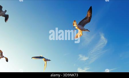 Animal Bird Seagulls Flying in a Sunny Daylight View Stock Photo